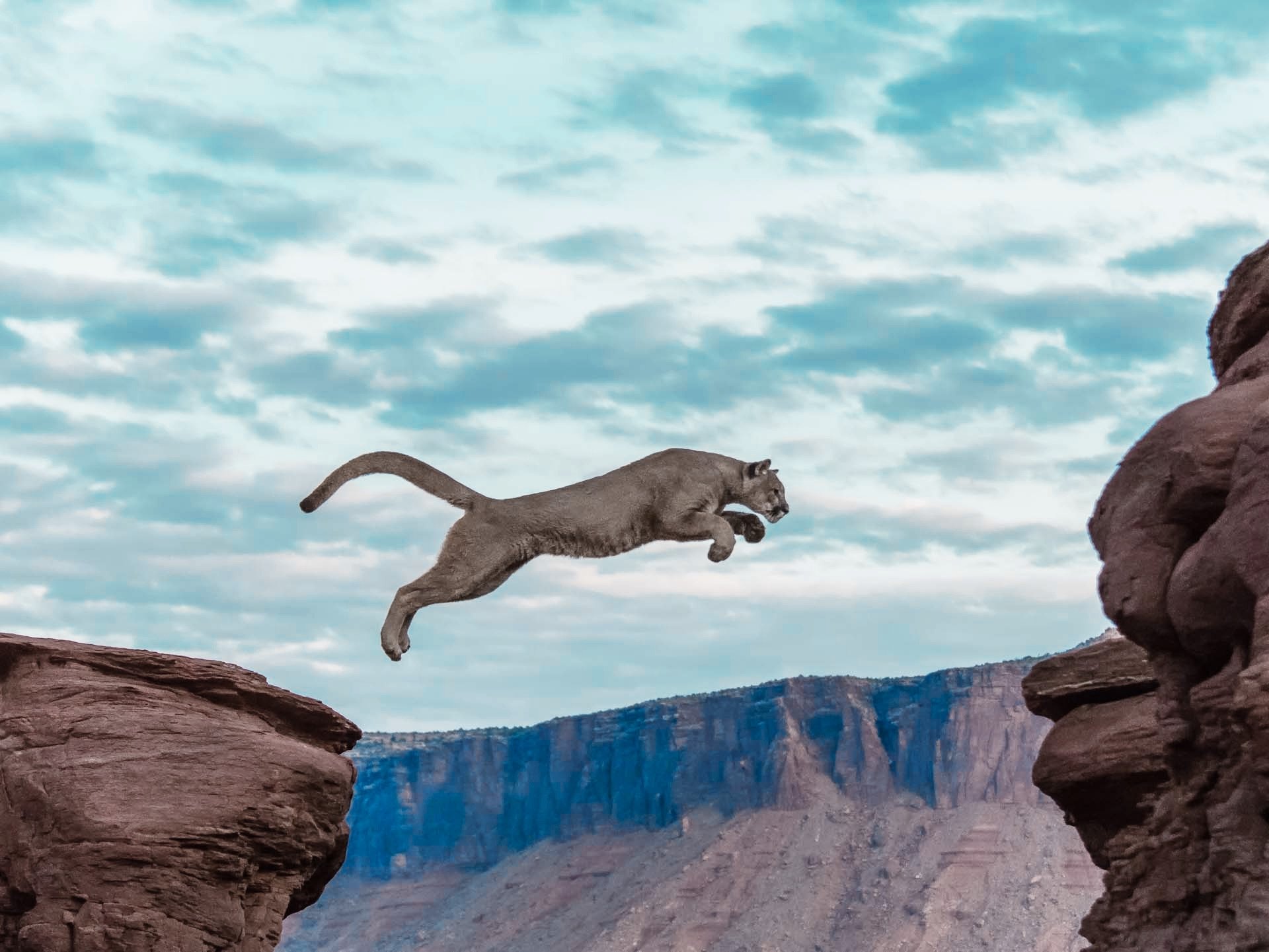 Puma springt über Felsen